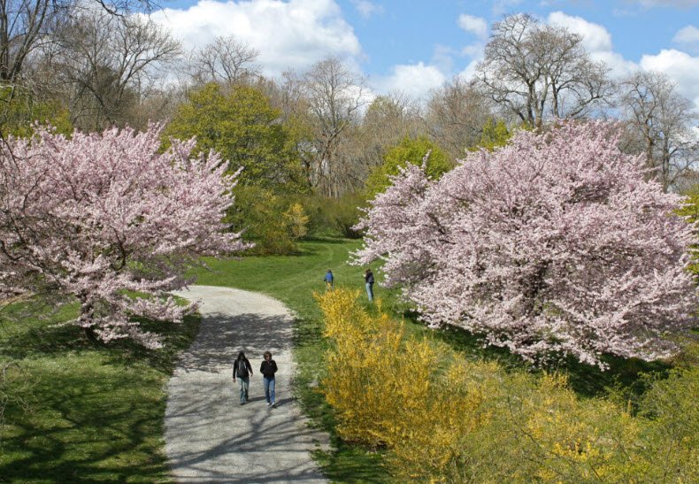 Arnold Arboretum, United States